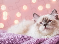 Kot, Koc, Ragdoll, Grafika, Różowy