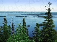 Koli, Jezioro, Drzewa, Finlandia