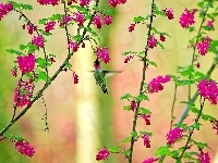 Gałązki, Koliber, Kwiaty