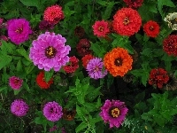 Kwiaty, Kolorowe, Cynie