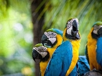 Papugi, Kolorowe, Ary