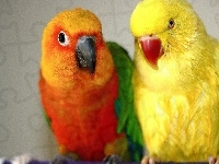Papugi, Kolorowe, Nierozłączki