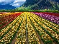 Uprawa, Tulipany, Kolorowe