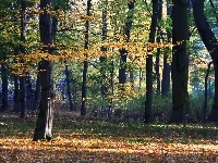 Jesienny, Kolorowy, Park