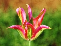 Tulipan, Kolorowy, Płatki