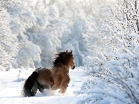 Las, Koń, Zima