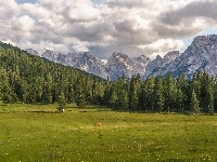 Misurina, Góry, Koń, Masyw Tre Cime di Lavaredo, Włochy, Dolomity, Las