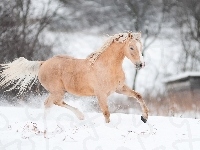 Zima, Koń, Śnieg