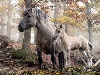 Las, Konie, Mgła