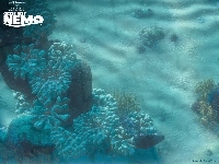 koralowa, rafa, Gdzie Jest Nemo