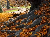 Korzenie, Jesień, Drzewo, Liście