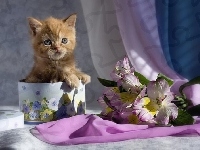 Kot, Kwiatki