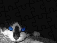 Niebieskie, Kot, Oczy