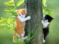 Kotki, Dwa, Małe, Drzewo