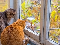 Okno, Koty, Wiewiórka