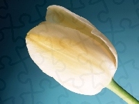 Kremowy, Tulipan