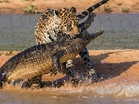 Jaguar, Krokodyl, Pojedynek