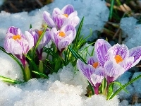 Krokusy, Wiosna, Biało, Fioletowe, Śnieg