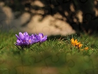 Fioletowe, Krokusy, Kwiaty
