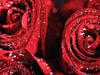Krople, Czerwone, Róże, Rosy