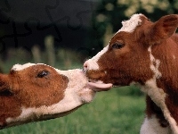 Krowy, Dwie, Łaciate, Pocałunek