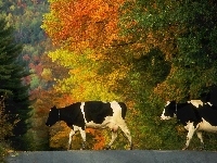 Droga, Krowy, Drzewa