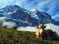 Krowy, Szczyty, Szwajcaria, Alpy, Mgła, Polana