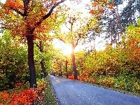 Krzewy, Kolorowe, Jesień, Droga, Drzewa, Światło