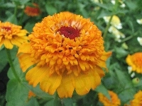 Kwiat, Aksamitka