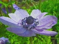 Kwiat, Anemon