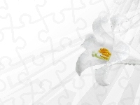 Biała, Kwiat, Lilia