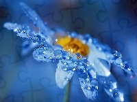 Kwiat, Deszczu, Tło, Krople, Biały, Niebieskie