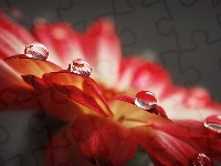 Kwiat, Krople, Deszczu, Czerwony