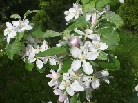 Jabłoni, Kwiat, Drzewo