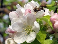 Jabłoni, Kwiat, Pszczoła