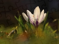 Kwiat, Biały, Krokus, Wiosna