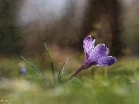 Kwiat, Fioletowy, Krokus, Wiosna