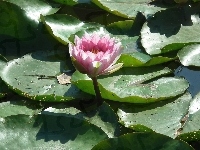 Kwiat, Przyroda, Lilia wodna