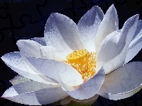 Kwiat, Lotosu