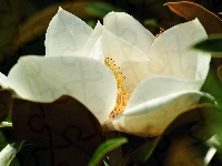 Kwiat, Biała, Magnolia, Liście
