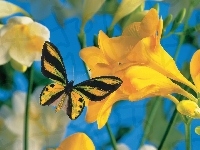Kwiat, Żółty, Motyl, Frezja