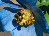 Kwiat, Makro, Niebieski, Pszczoła