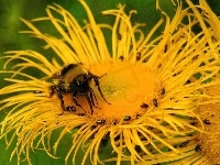 Kwiat, Pszczoła, Żółty, Makro