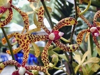Kwiat, Orchidea