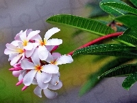 Kwiat, Plumeria