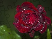 Kwiat, Bordowa Róża, Krople