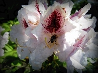 Różanecznik, Kwiat, Pszczoła