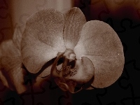 Storczyk, Kwiat, Sepia