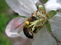 Wiśni, Kwiat, Pszczoła