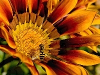Gazania, Kwiatek, Pszczoła